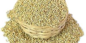 Pearl Millet