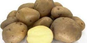Kufri Pukhraj Potato