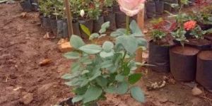 Dutch Rose Plant