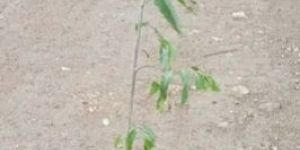 Natural Green Ashoka Tree Plant