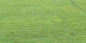 Playground Natural Green Grass