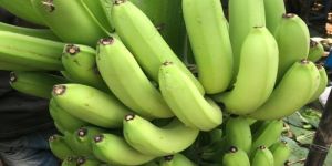Natural Green Banana