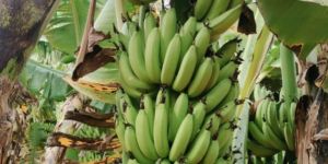 a Grade Green Banana