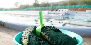 Spirulina Wet Culture