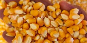 Yellow Corn Seeds