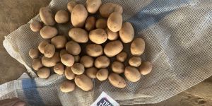 Potatoes