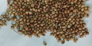 Coriander Seed