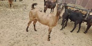 Sirohi Ajmeri Gujari Goat