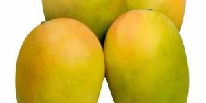 Fresh Kesar Mango