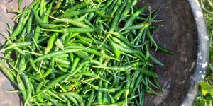 Fresh Green Chilli