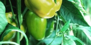 Fresh Capsicum