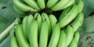 Green Banana