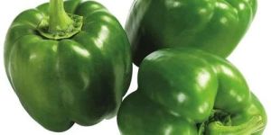 Fresh Green Capsicum