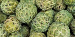 Custard Apple