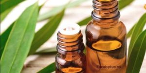 Eucalyptus Oil