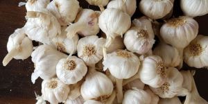 Garlic