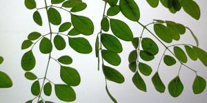 Moringa Leaves