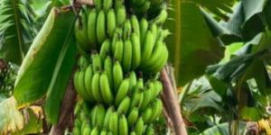 Banana Tissue Culture Plants