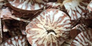 Moti Cutting Betel Nuts