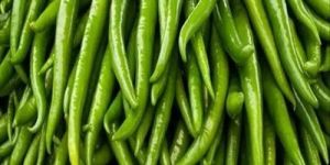 Fresh Jwala Green Chilli