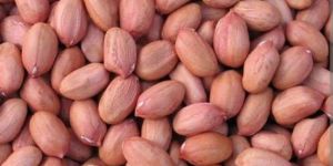 Edible Groundnut Seeds