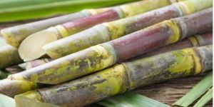 Natural Sugarcane