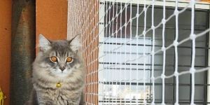 Pets Safety Net