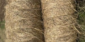 Dry Paddy Straws