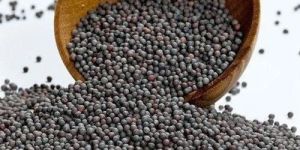 Bold Black Mustard Seeds