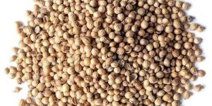 Brown Coriander Seeds
