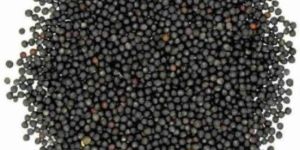 Dried Black Mustard Seeds