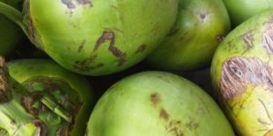 Green Coconut