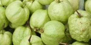 Fresh Guava