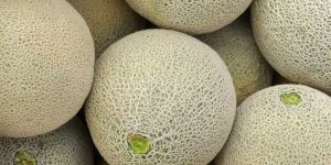 Fresh Melon
