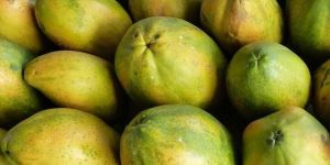 Fresh Papaya