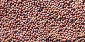 Mustard Seeds