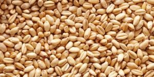 Wheat Grains