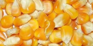 Yellow Maize