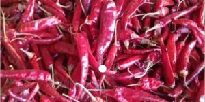 Guntur Dry Red Chilli