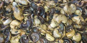 Cashew Nut Shell