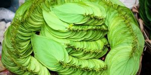 Sweet Betel Leaf