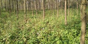 Agriculture Land Sale