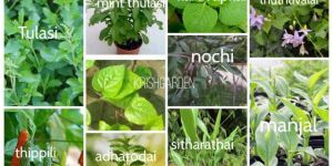 Medicinal Plant