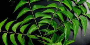 Neem Leaves Powder