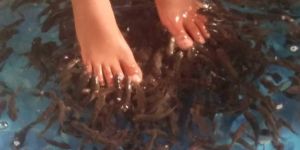 PEDIFISH Fishes