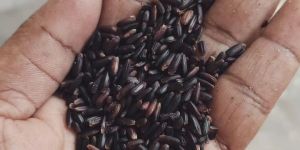 Black Karupu Kavuni Rice