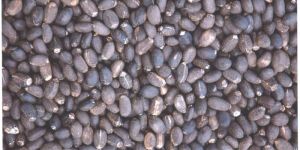 Jatropha Seeds