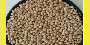 Chick Peas