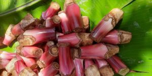 Banana Plant Suckers