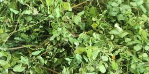 Organic Moringa Tea Cut Leave